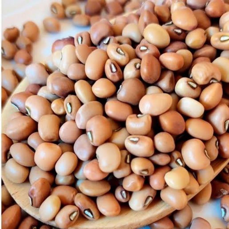 KACANG DADAP LOCAL